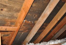 Mold will survive in almost any environment that is the right temperature, has moisture (even in the air), and has something for food (e.g. Roof Leaks And Mold Dial One Roofing