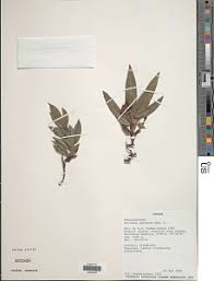 Image result for Eriosema laurentii