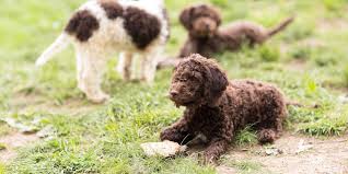 I enjoy competing in akc sports that include conformation, agility, rally, and others. Best Dog Breeders Best Places To Buy Dogs And Puppies
