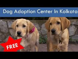 Browse through this page to find many dogs and puppies looking for loving homes, all of which are free! Free Dog Adoption Center In Kolkata L Adopt Free Dog L West Bengal Youtube