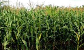 Pokok guarana ini hanya sesuai dan terdapat di brazil dan. Klasifikasi Dan Morfologi Tanaman Jagung Ilmu Pertanian