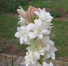 Pin On Flowers