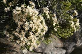 Image result for Helichrysopsis