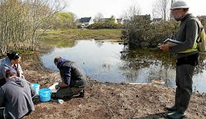 Plante aquatique primitive mots crois?s. Auray Lepidurus Apus Un Crustace Primitif A Preserver Le Telegramme