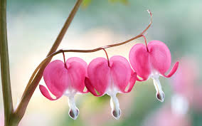 Sometimes it is mentioned as the small heart emoji. Wallpaper Pink Bleeding Heart Flowers 1680x1050 Hd Picture Image