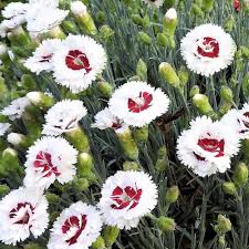 A superb dianthus with very large, fragrant flowers. Scent First Coconut Surprise Dianthus Plants For Sale Garden Pinks Free Shipping