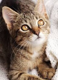 We believe in advancing the standard of what is possible within veterinary care. West Columbia Sc 29169 Veterinarian Van Crest Animal Hospital
