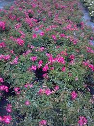 Rosa Meijocos Rose Pink Drift From Jericho Farms Landscaping With Roses Ground Cover Roses Landscape Design