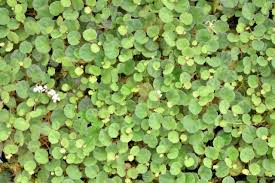 Image result for Loxodera bovonei