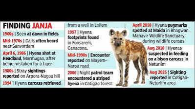 Silence of the striped hyena: Greens in state seek survey of fading status | Goa News - The Times of India