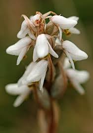 Image result for Zeuxine