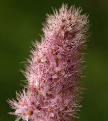 Image result for Spiraea douglasii