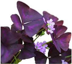Plum crazy has a great flower and even better variegation in the leaf. Amazon Com Oxalis Triangularis Bulbs Purple Shamrocks 20 Robust Bulbs Grows Indoors Out Ships From Easy To Grow Tm Flowering Plants Garden Outdoor