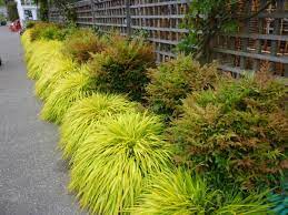 Uieke 100pcs natural dried pampas grass plume 17inch tall dried flowers large faux reed artificial plants for wedding flower arrangements farmhouse wreath door. The Prettiest Ornamental Grasses For Sun And Shade Hgtv