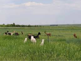 How To Prevent Thin Mommy Alpacas | Our Red Barn Ranch