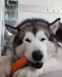 goofy gifs to make you grin cutesypooh cute animals dogs funny animals