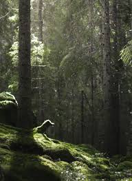 Rain In The Woods Aesthetic Wallpapers Green Aesthetic Pretty Wallpapers