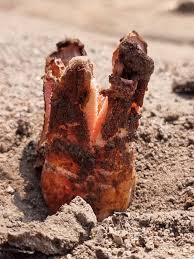 Image result for Hydnora