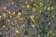 Ärgern sie sich nicht, da habe ich eine idee für sie: Die 7 Besten Ideen Zu Sauerklee Im Garten Bekampfen Garten Unkraut Vernichten Bepflanzung