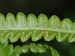 Image result for Cyclosorus interruptus