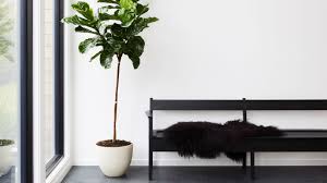 20 living room design ideas for the gray sectional owner 20 photos. 13 Best Indoor Plants And How To Care For Them Architectural Digest