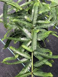 Image result for Phyllanthus parvus