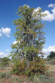 Image result for Colophospermum mopane
