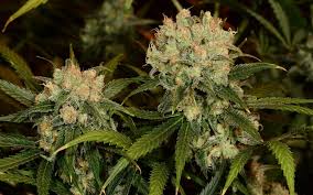 We did not find results for: Tips For Growing Northern Lights Cannabis Leafly