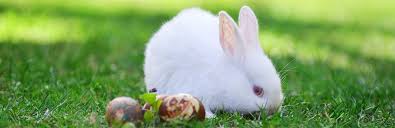 Maybe you would like to learn more about one of these? How To Take Care Of A Baby Bunny My Pet Needs That