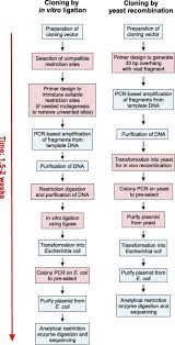 Flow Chart Depicting Experimental Cloning Steps Yrbc I Open I