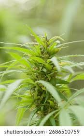 Image result for Cannabaceae