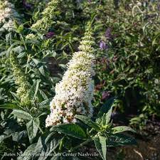 Pugster amethyst butterfly bush from provenpugster amethyst butterfly bush from proven winners has full sized blooms on a compact bush. D15 Buddleia Butterfly Bush 2s Buddleia Pugster White Dwarf Butterfly Bush Bates Nursery Garden Center