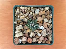 Image result for Kotschya carsonii