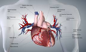 We did not find results for: Simple Diagram Of The Heart Heart Diagram Arteries Coronary Arteries
