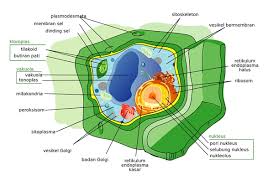 We did not find results for: Perbedaan Sel Hewan Dan Sel Tumbuhan Beserta Gambarnya Terlengkap