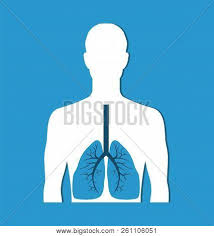 It is the muscle mass which is hiding the rib cage. Human Lungs Banner Vector Photo Free Trial Bigstock