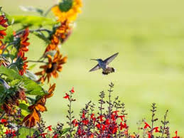 It produces thick lengthened bunches of flowers that come in purple and pink shades. Attracting Hummingbirds Horticulture