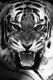 Dunyanin Her Yerinden En Guzel Resimleri Kesfet Ve Paylas Animals Animals Wild Animals Beautiful