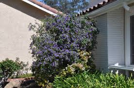 Image result for Lycianthes rantonnetii