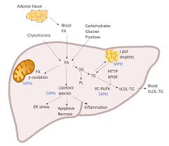 Biomarkers And Subtypes Of Deranged Lipid Metabolism In Non