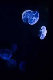 Amazing Travel Wallpapers For Iphone X Aesthetic Wallpapers Jellyfish Pictures Dark Blue Wallpaper