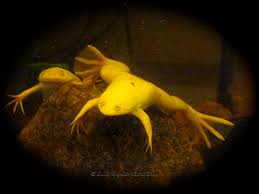 Albino frogs are very rare in the wild. Pet Of The Day Albino African Clawed Frogs Xenopus Laevis Gullringstorpgoatsblog