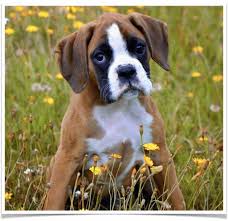 Americanlisted features safe and local classifieds for everything you need! Boxer Puppies