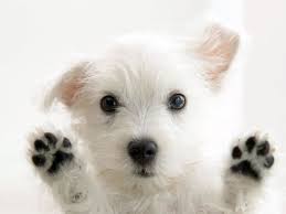 Collection by what your pet needs • last updated 11 hours ago. Cute Dogs Album On Imgur