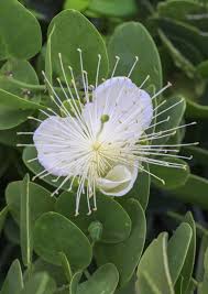 Image result for Capparis cartilaginea