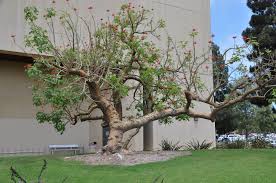 Image result for Erythrina afra