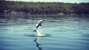 New doco 'girls can't surf' looks amazing, kipp caddy's insane shippies bomb, and surf lakes now the best wave pool in the world? Great White Shark In Lake Macquarie