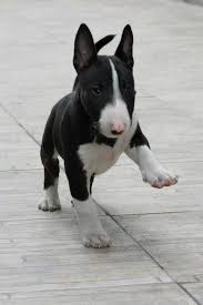 Black And White Pit Bull Terrier Bull Terrier Wikipedia The Free Encyclopedia English Bull Terrier Puppy Bull Terrier Puppy Bull Terrier
