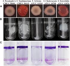 Data indicate that prevalence of specific serovars of salmonella enterica in human foodborne illness is not correlated with their prevalence in feed. Frontiers Flagellar Motility Is Critical For Salmonella Enterica Serovar Typhimurium Biofilm Development Microbiology