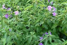 Image result for Barleria lugardii